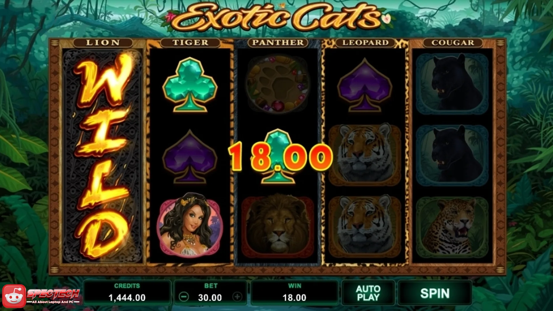Eksotis Banget! Unlock Misterius Exotic Cats Kekinian